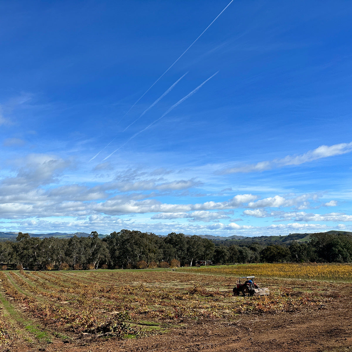 Vineyard re-development at Gapsted Estate