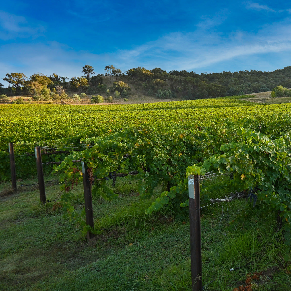 Gapsted Estate 2023 Harvest Diaries 7th Edition